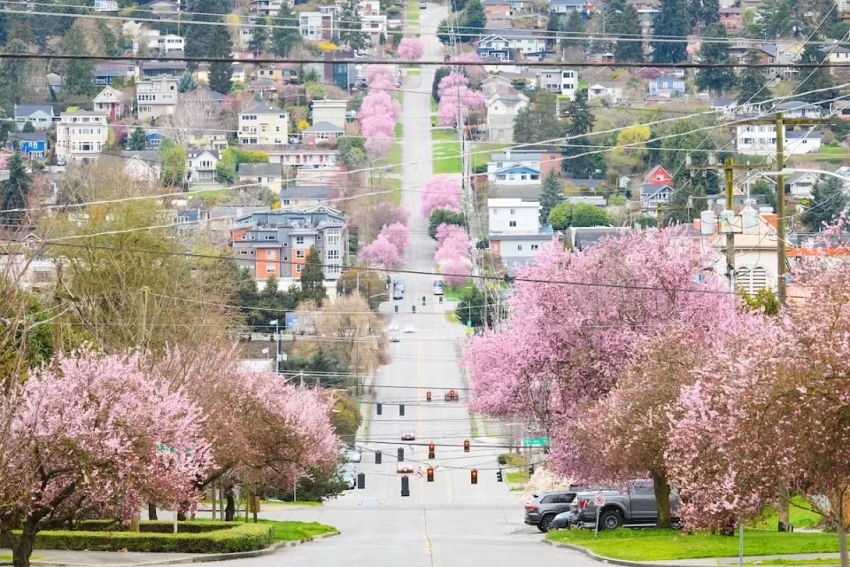 Trees in bloom with pink flowers on a residential street in Seattle, Washington.